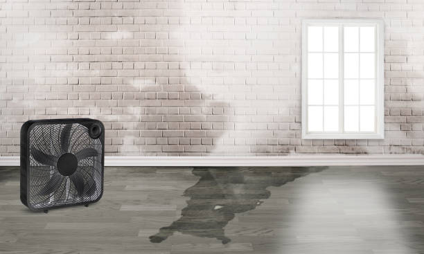 Best Local water damage restoration  in Kincaid, IL